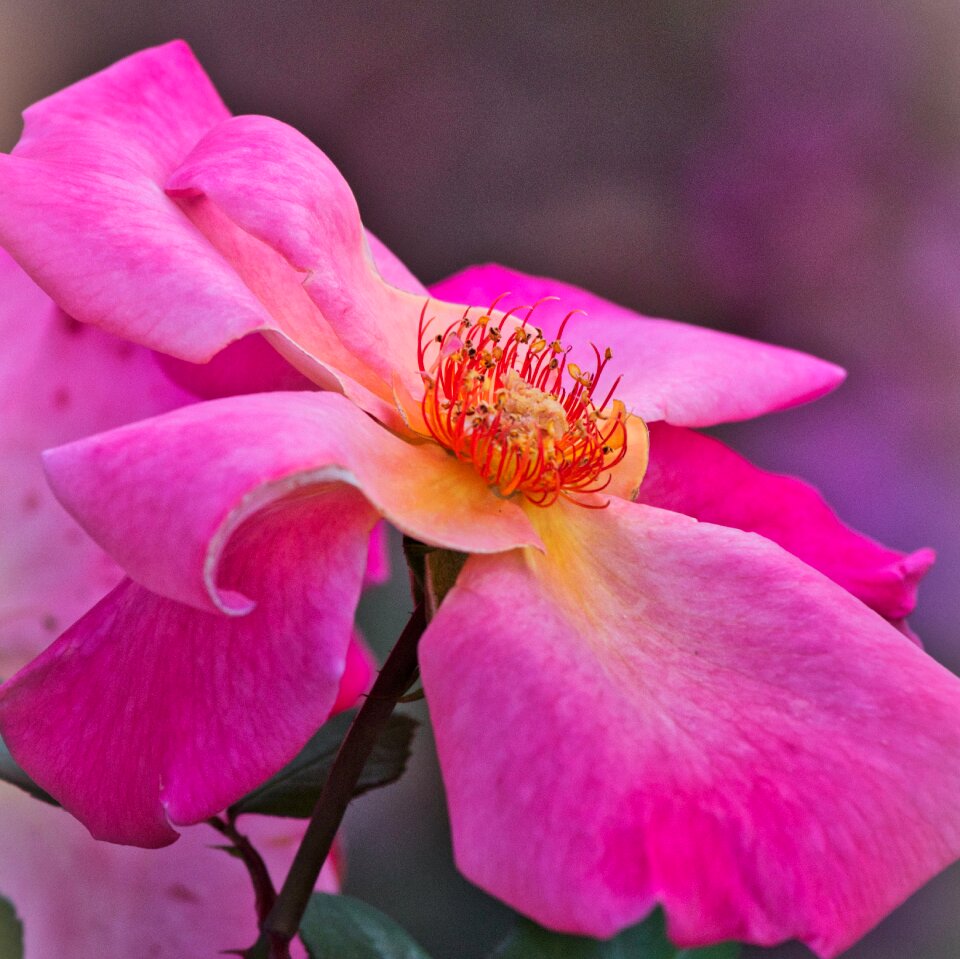 Bright close up blossom photo