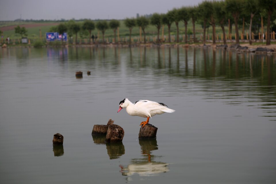 Nature lake animal