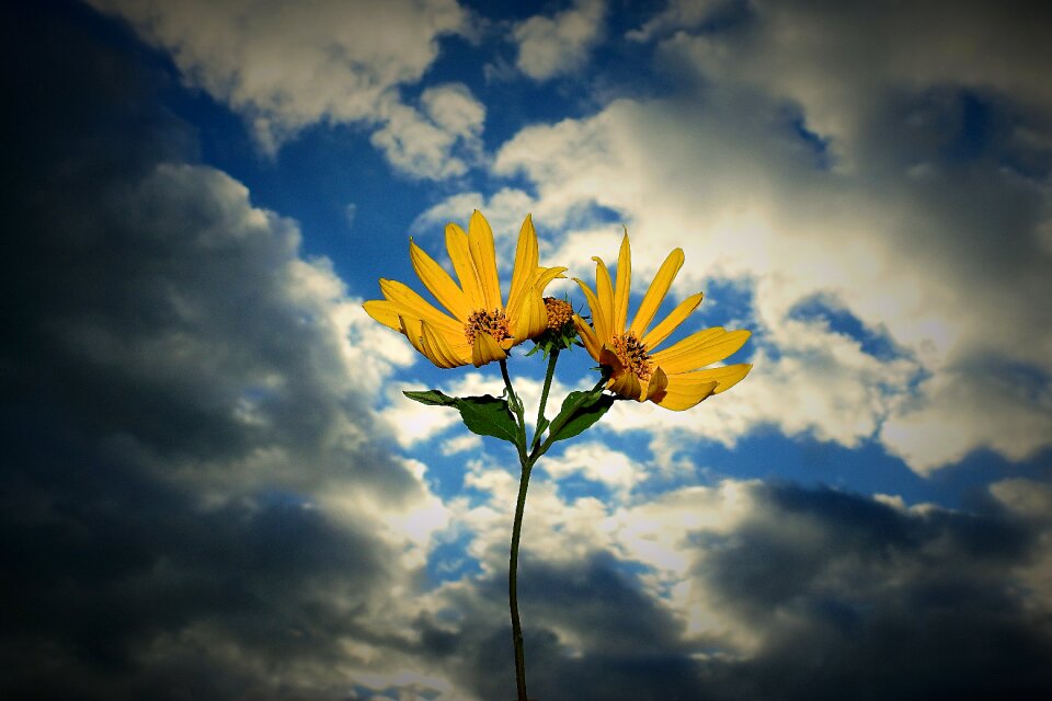 Flowers clouds figure