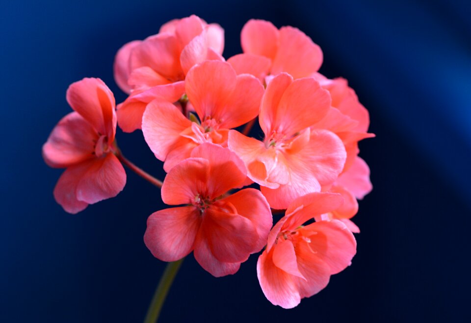 Pink indoor beautiful