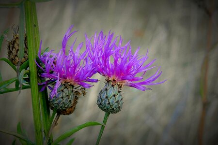 Flower barbed purple