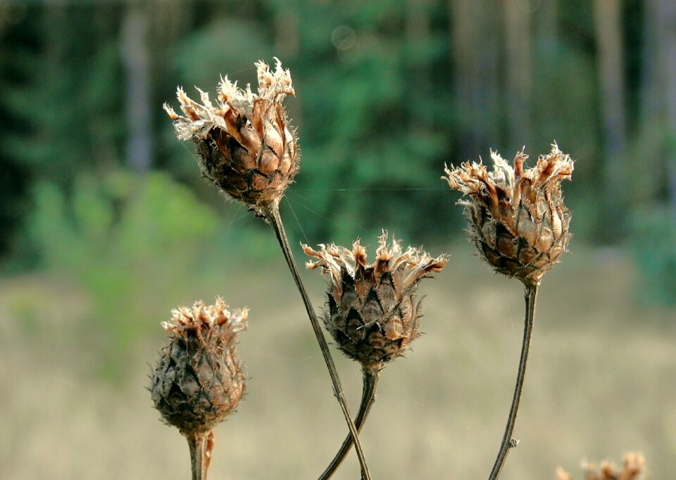 Dry nature autumn