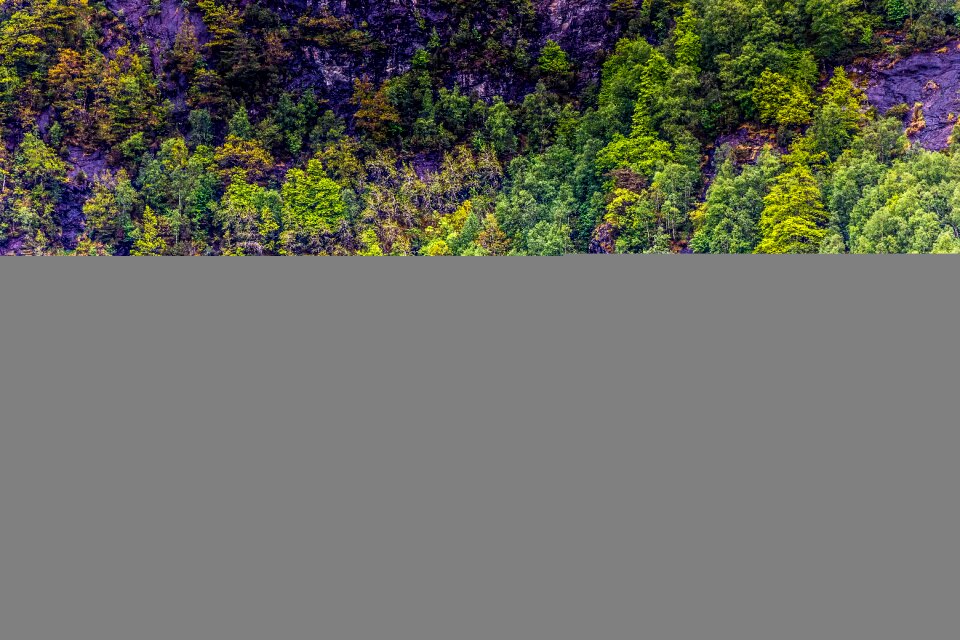 Reflection landscape tree