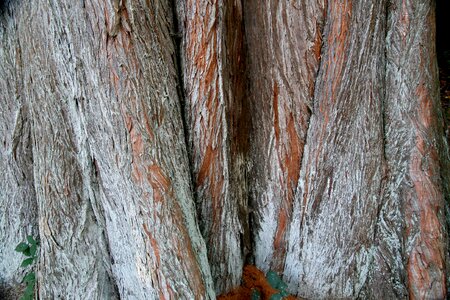 Tree bark structure texture photo