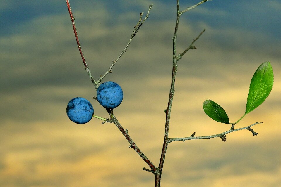 Fruit autumn nature
