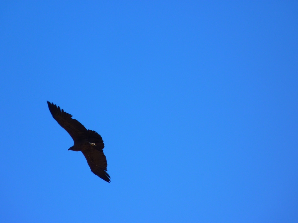 Andean condor vultur gryphus bird