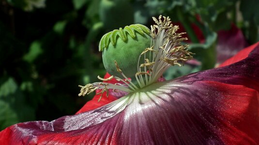 Purple summer garden