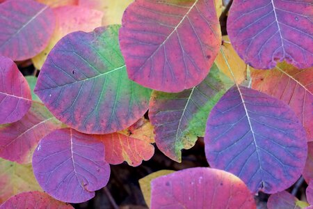 Colorful autumn colours fall leaves