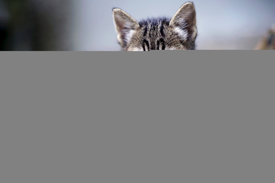 Portrait eyes hair