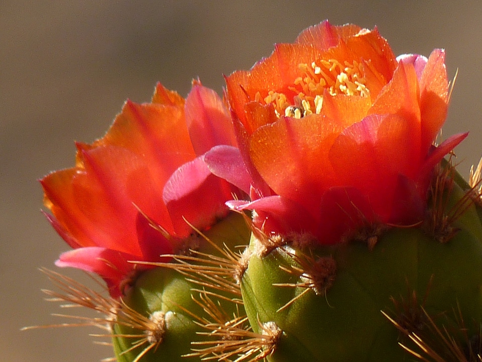 Cactus blossom bloom