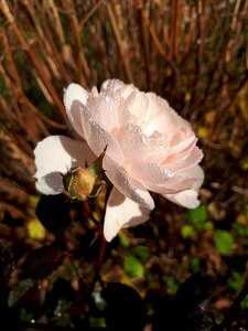Flower rose summer