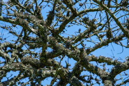 Structure moss nature photo