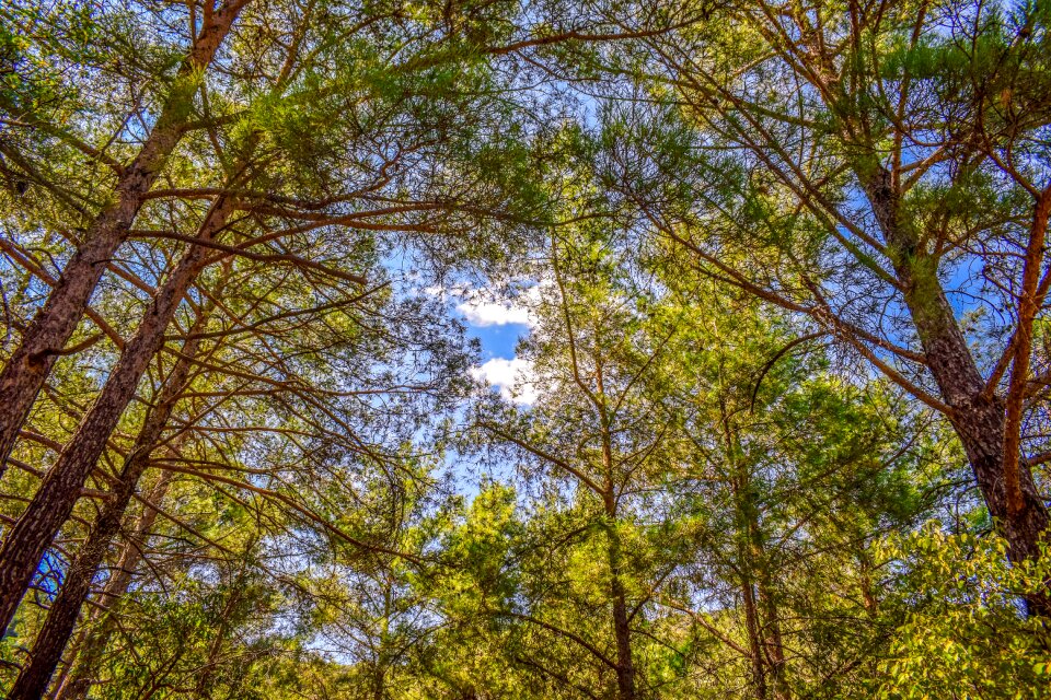 Nature landscape light