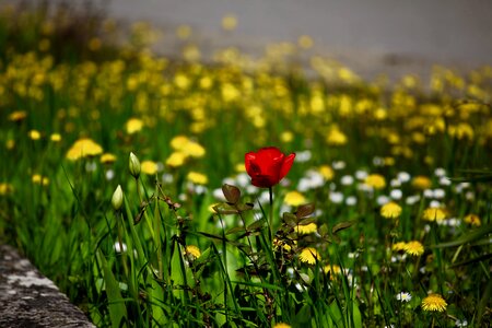 Flowers wild flowers rose