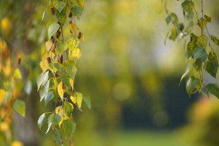 Leaf nature outdoors