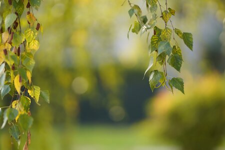 Leaf nature outdoors photo