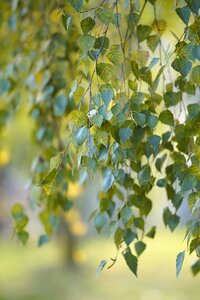 Leaf nature outdoors