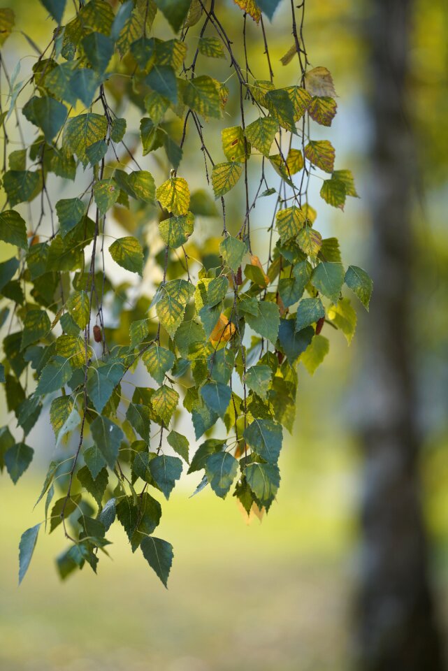 Leaf nature outdoors