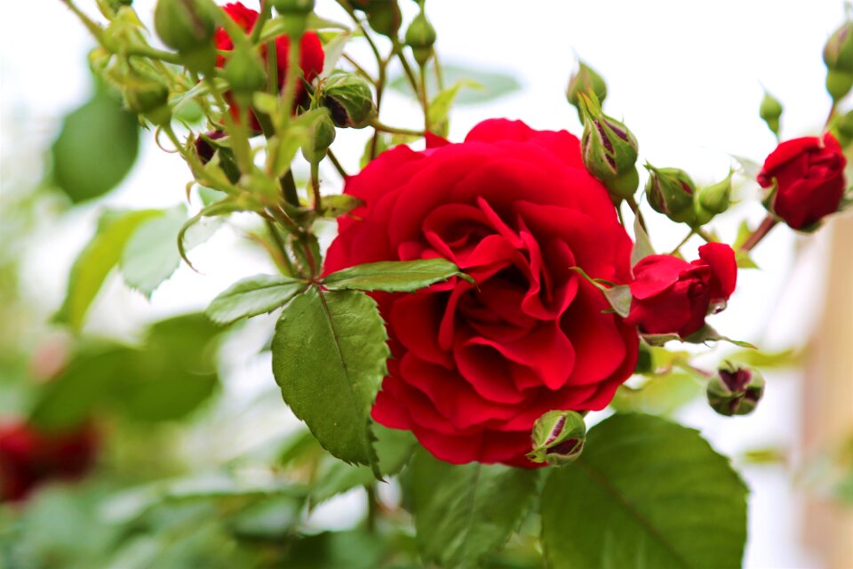 Rosewood red rose nature