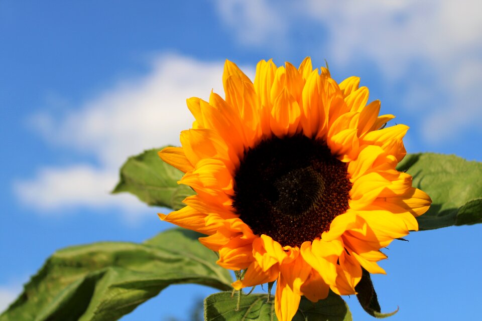 Bloom yellow summer