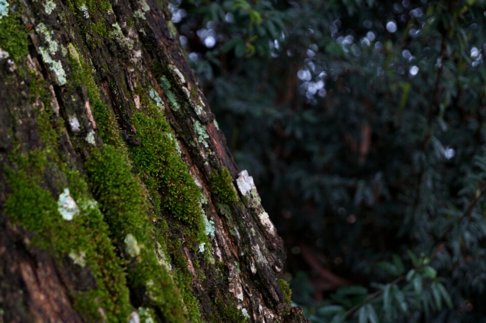 Nature forest plant