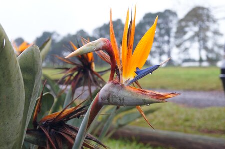 Nature forest plant