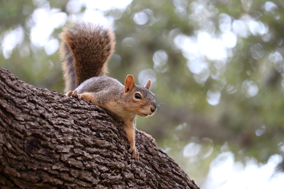 Wild wildlife rodent
