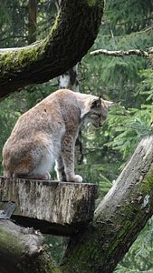 Lynx wildcat Free photos photo