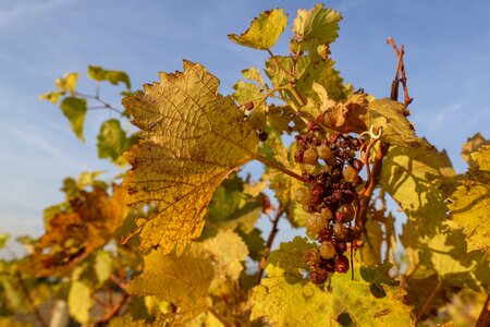 Wine vineyards vines