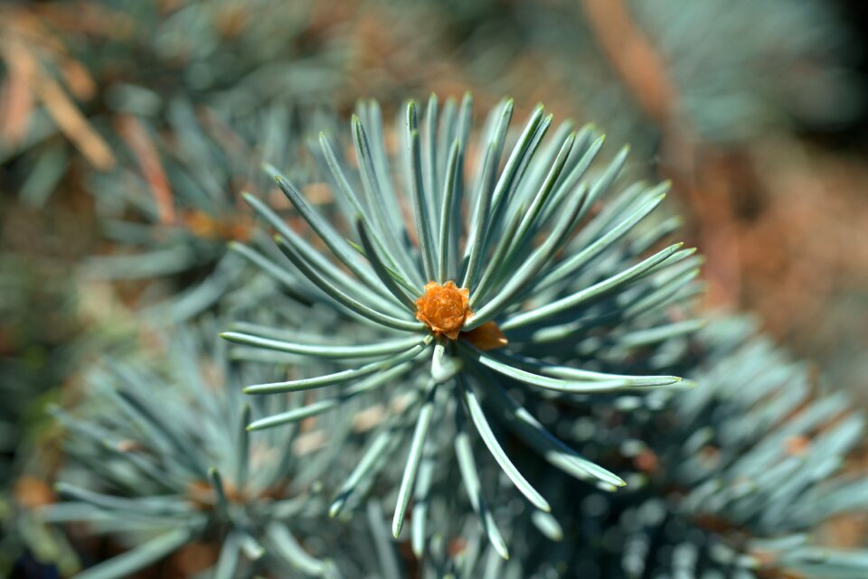 Pine cones forest nature