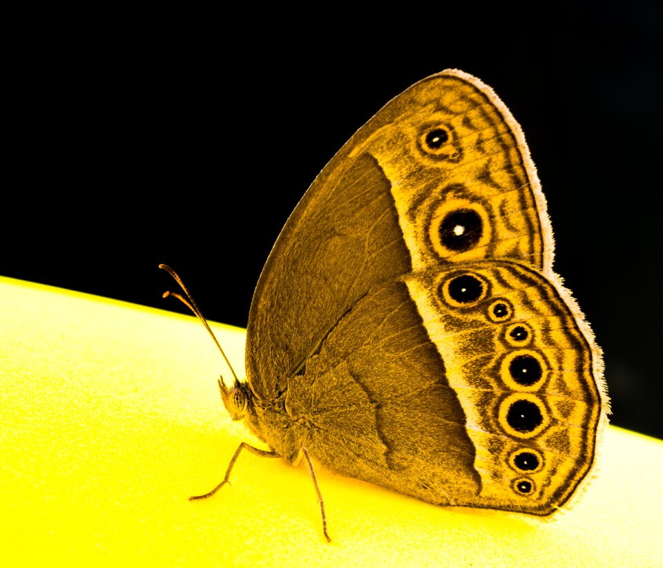 Butterfly insect Free photos