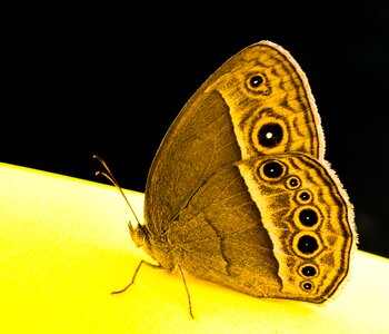 Butterfly insect Free photos