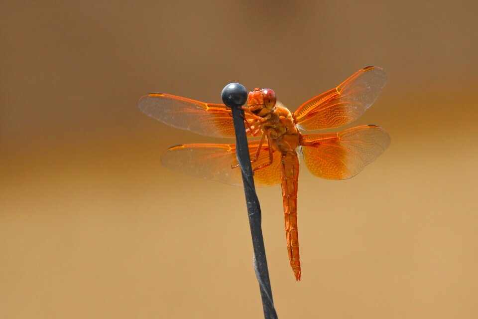 Orange libellulidae insect
