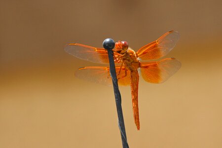 Orange libellulidae insect