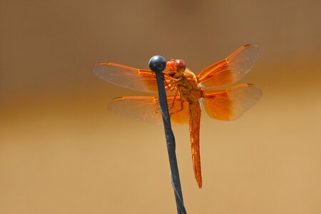 Orange libellulidae insect photo