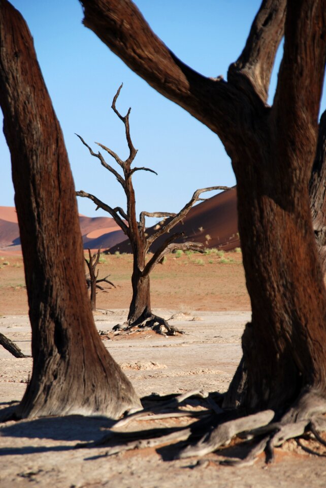 Africa etosha national park namibia