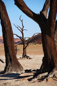 Africa etosha national park namibia photo