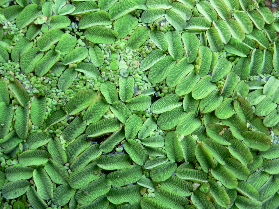 Aquatic plant plant nature