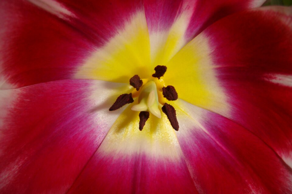 Spring bulbs flowers