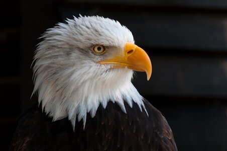 Adler raptor coat of arms of bird