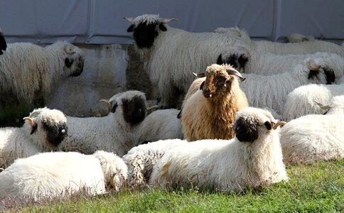 Flock herd animals valais photo