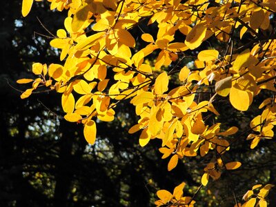 Leaves trees forest
