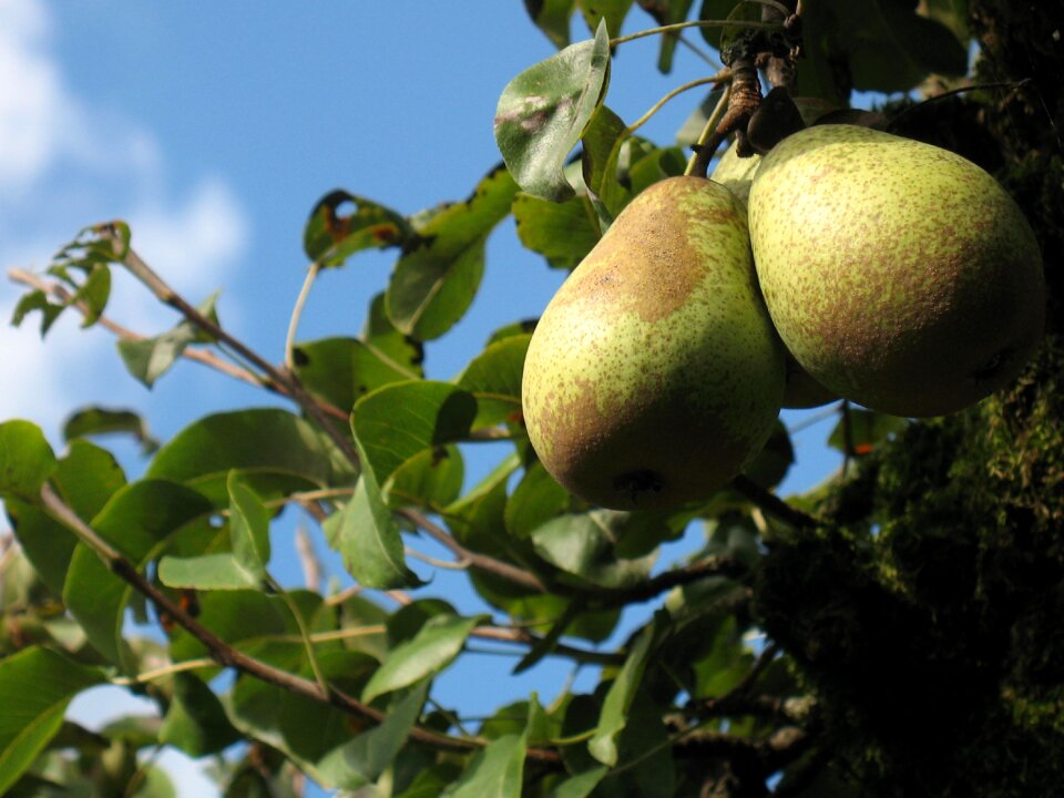 Pear tree fruit orchard