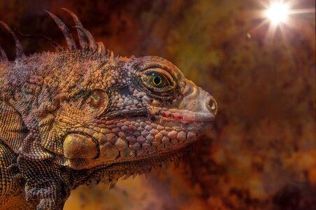 Lizard reptile portrait