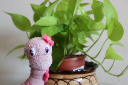 Potted plant animal model photo