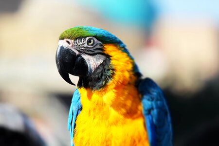 Bird color macaw photo