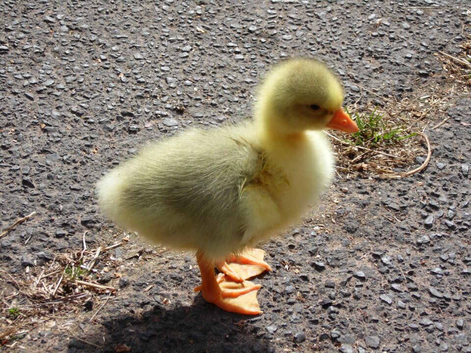 Goose animals goslings