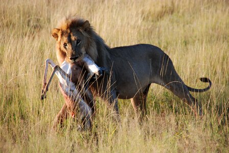 Hunting nature safari