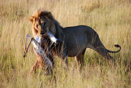 Hunting nature safari photo