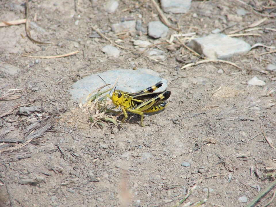 Pest wildlife antenna